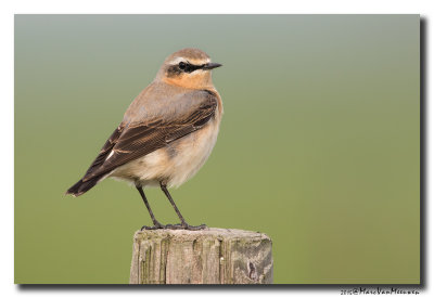 Tapuit - Northern Wheatear 20150511