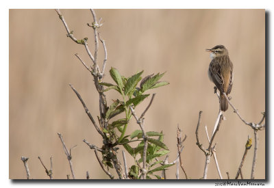 Rietzanger - Sedge Warbler 20150511