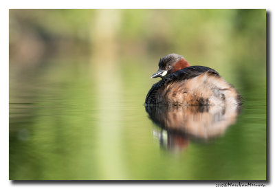 Dodaars - Little Grebe 20150502