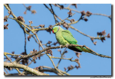Halsbandparkiet - Rose-ringed Parakeet 20150327