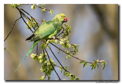 Halsbandparkiet - Rose-ringed Parakeet 20150416