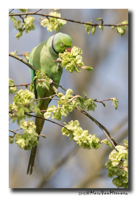 Halsbandparkiet - Rose-ringed Parakeet 20150416