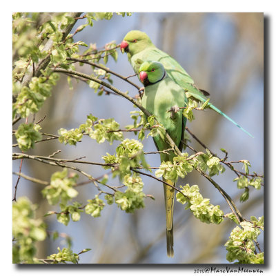 Halsbandparkiet20150416 - Rose-ringed Parakeet 