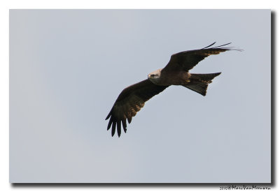 Zwarte Wouw - Black Kite 20150523