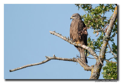 Zwarte Wouw - Black Kite 20150528