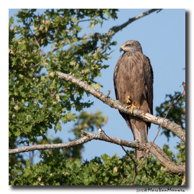 Zwarte Wouw - Black Kite 20150528 