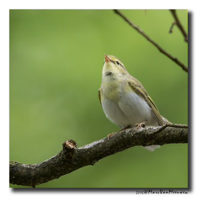 Fluiter - Wood Warbler 20150518