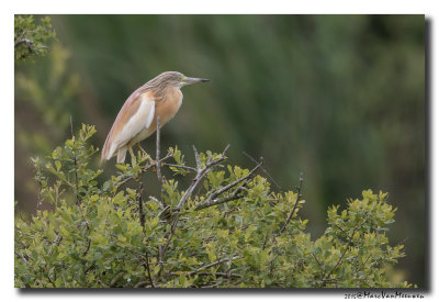 Ralreiger - Squacco Heron 20150525