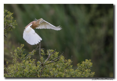 Ralreiger - Squacco Heron 20150525
