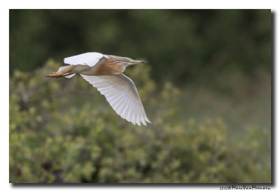 Ralreiger - Squacco Heron 20150525