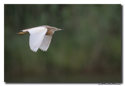 Ralreiger - Squacco Heron 20150525