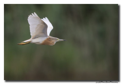 Ralreiger - Squacco Heron 20150525