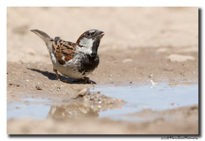 Huismus - House Sparrow 20150528