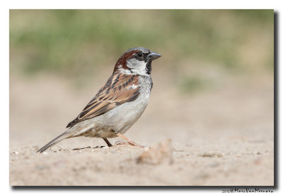 Huismus - House Sparrow 20150528