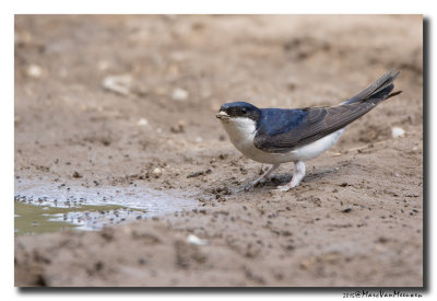 Huiszwaluw - House Martin 20150527