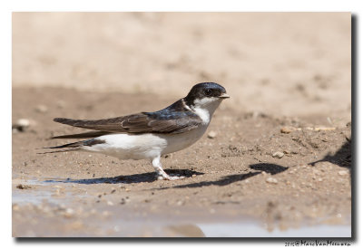 Huiszwaluw - House Martin 