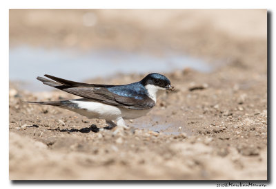 Huiszwaluw - House Martin 2015052
