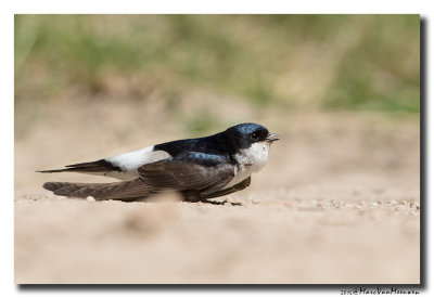 Huiszwaluw - House Martin 20150528