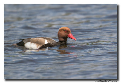 Krooneend - Red-crested Pochard 20150523