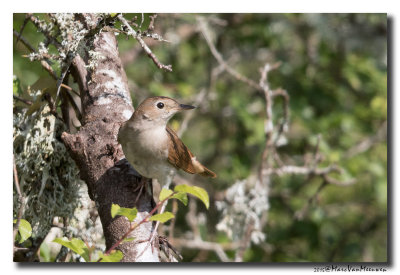 Nachtegaal - Nightingale 20150523