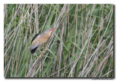 Woudaap - Little Bittern