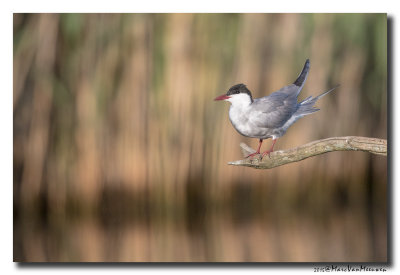 Witwangstern - Whiskered Tern 20150524