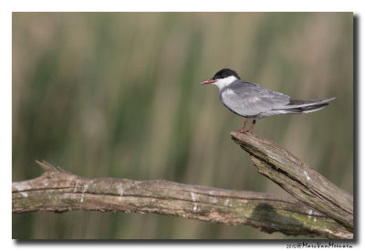 Witwangstern - Whiskered Tern 20150524