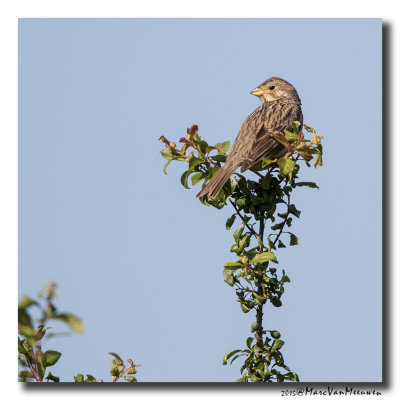 Grauwe Gors - Corn Bunting 20150528