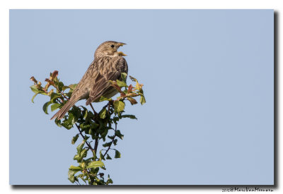 Grauwe Gors - Corn Bunting 20150528