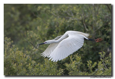 Kleine Zilverreiger - Little Egret 2015