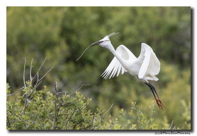Kleine Zilverreiger - Little Egret 2015