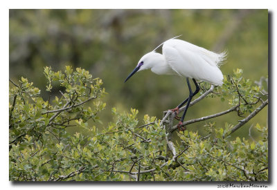 Kleine Zilverreiger - Little Egret 2015