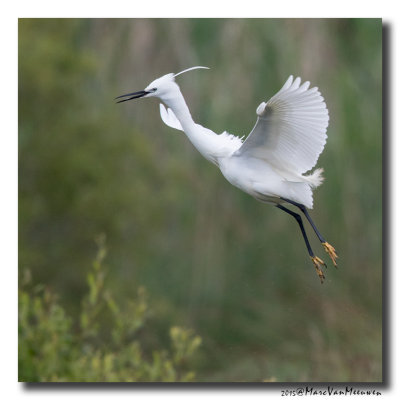 Kleine Zilverreiger - Little Egret 2015