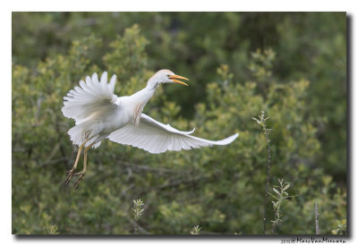 Koereiger - Cattle Egret 20150525