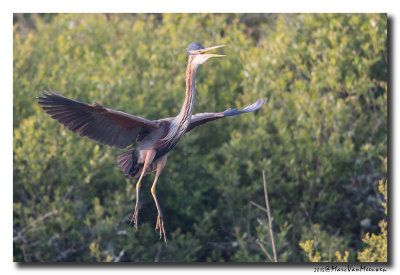 Purperreiger - Purple Heron 20150524