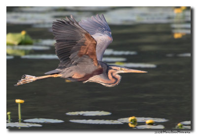 Purperreiger - Purple Heron 20150524