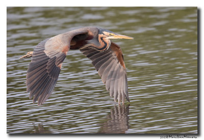 Purperreiger - Purple Heron 20150524