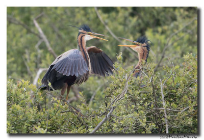 Purperreiger - Purple Heron 20150524