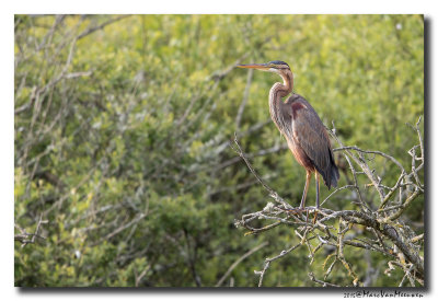 Purperreiger - Purple Heron 20150525