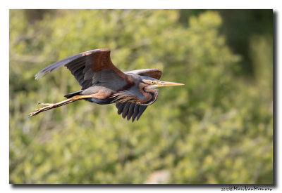 Purperreiger - Purple Heron 20150525