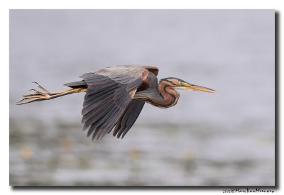 Purperreiger - Purple Heron 20150525