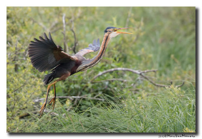 Purperreiger - Purple Heron 20150525