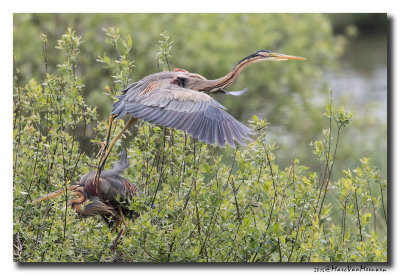 Purperreiger - Purple Heron 20150525
