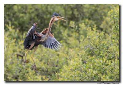 Purperreiger - Purple Heron 20150525