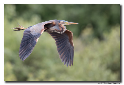 Purperreiger - Purple Heron 20150525