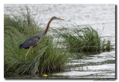 Purperreiger - Purple Heron 20150525