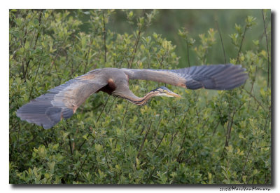 Purperreiger - Purple Heron 20150529