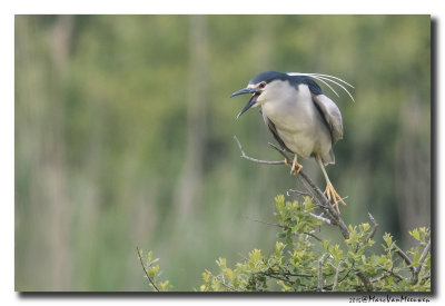 Kwak - Black-crowned Night-Heron 20150524
