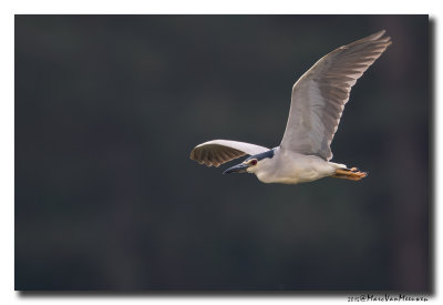 Kwak - Black-crowned Night-Heron 20150524