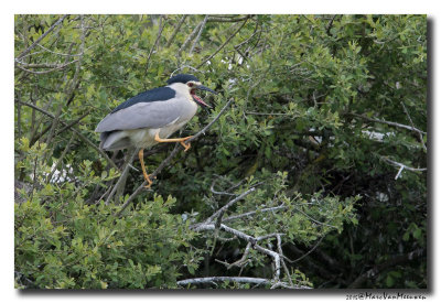 Kwak - Black-crowned Night-Heron 20150525